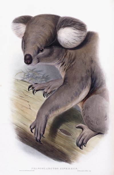 Koala - Phascolarctos cinereus, 1845-1863 autorstwa English School