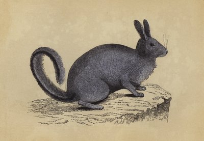 Lagotis (kolorowa litografia) autorstwa English School