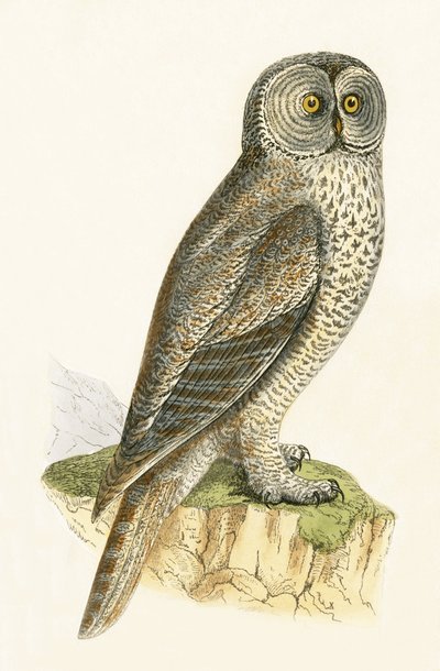 Lap Owl, ilustracja z "A History of the Birds of the Europe Not Observed in the British Isles" autorstwa Charlesa Roberta Bree (1811-86), opublikowana w 1867 r. autorstwa English School