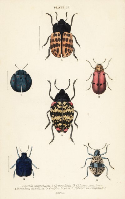 Chrząszcze liściaste: Cyrtonota sexpustulata 1, Lachnaia hirta 2, Chlamys monstrosa 3, Doryphora tessellata 4, Erotylus actor 5 i Spheniscus erotyloides 6 autorstwa English School