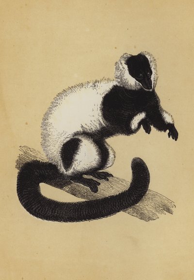 Lemur (kolorowa litografia) autorstwa English School