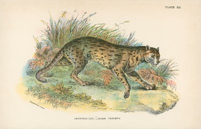 Leopard-Cat, [odmiana jawajska] autorstwa English School