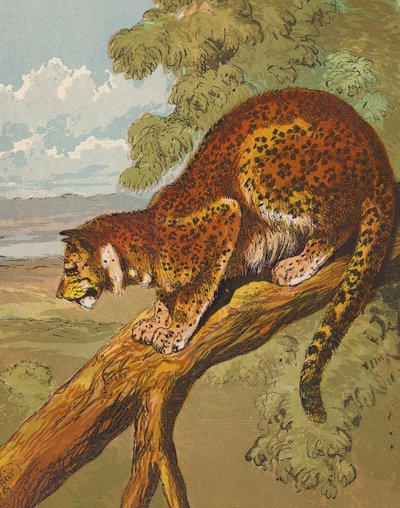Leopard (kolorowa litografia) autorstwa English School