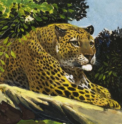 Leopard autorstwa English School