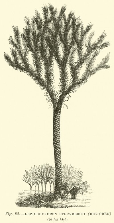 Lepidodendron Sternbergh, odrestaurowany autorstwa English School