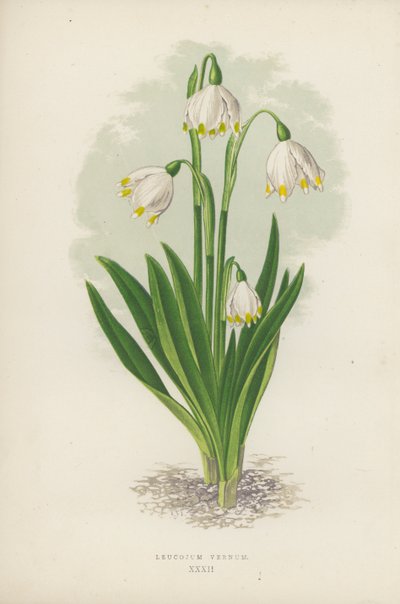 Leucojum Vernum (kolor lito) autorstwa English School