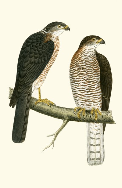 Lewant Sparrow Hawk, ilustracja z „Historii ptaków Europy nieobserwowanej na wyspach brytyjskich” Charlesa Roberta Bree (1811-86), opublikowana w 1867 r. autorstwa English School
