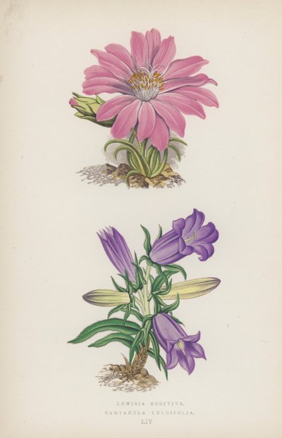 Lewisia Rediviva; Campanula Longifolia (kolor lito) autorstwa English School