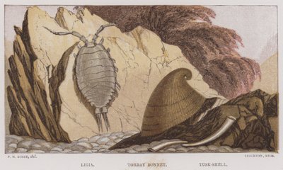 Ligia, Torbay Bonnet, Tusk-Shell (kolorowa litografia) autorstwa English School