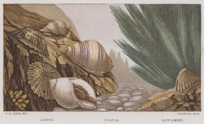 Limpet, Purple, Slit-Limpet (kolor lito) autorstwa English School