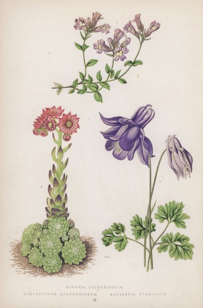 Linaria Origanifolia; Sempervivum Arachnoideum; Aquilegia Pyrenaica (kolor lito) autorstwa English School