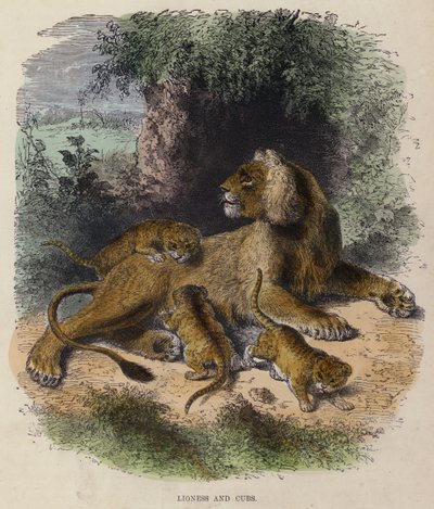Lioness and Cubs (kolorowy grawerunek) autorstwa English School