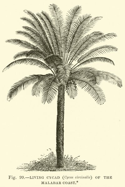 Żywy Cycad (Cycas circinalis) z Wybrzeża Malabarskiego autorstwa English School