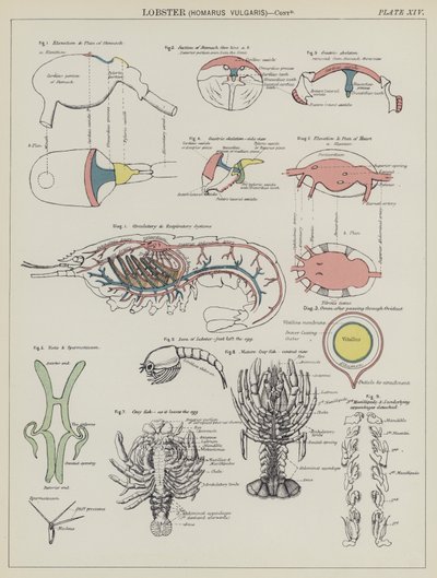 Homar, Homarus Vulgaris (kolor lito) autorstwa English School