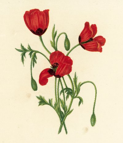 Długi mak kolczasty, Papaver argemone (kolorowa litografia) autorstwa English School