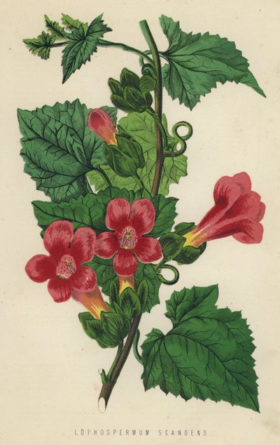 Lophospermum Scandens (chromolit) autorstwa English School