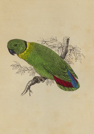 Love Bird (kolor lito) autorstwa English School