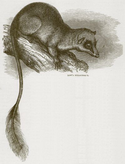 Lowes Ptilocercus, ilustracja z Cassells Natural History autorstwa English School