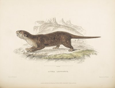 Lutra Leptonyx, z „Badań zoologicznych na Jawie i na sąsiednich wyspach”, autorstwa Thomasa Horsfielda autorstwa English School