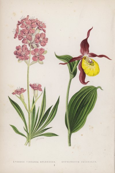 Lychnis Viscaria Splendens; pantofelek (kolor lito) autorstwa English School