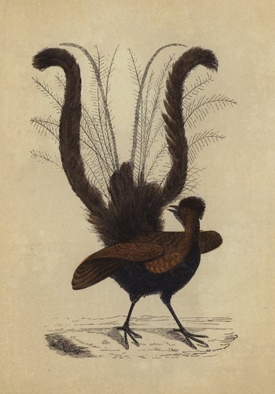 Lyre Bird (kolorowa litografia) autorstwa English School