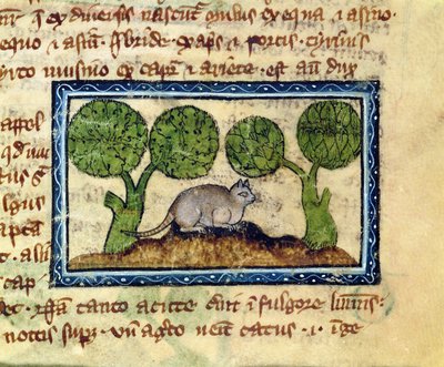 MS 379 f.12r Kot przykucnięty na kopcu ziemi, detal z Bestiariusza, angielski autorstwa English School