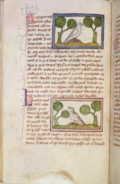 MS 379 f.22v Strona tekstu z białym jastrzębiem i słowikiem, z bestiariusza (welin) autorstwa English School