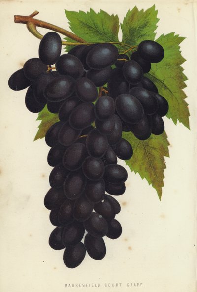 Madresfield Court Grape autorstwa English School