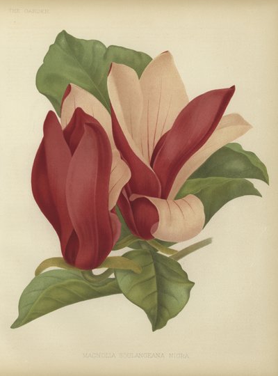 Magnolia soulangiana nigra autorstwa English School