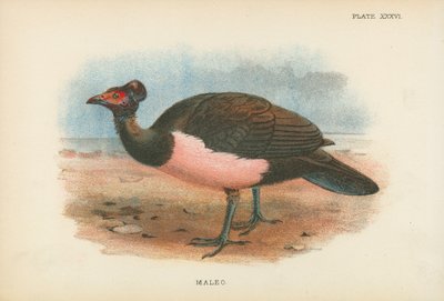 Maleo autorstwa English School