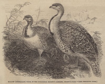 Mallee (australijskie) ptaki, w ogrodach Towarzystwa Zoologicznego, Regent