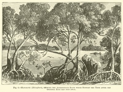 Mangrove (Rhizophora), ukazujący korzenie przybyszowe, które podtrzymują drzewo po obumarciu oryginalnego korzenia autorstwa English School