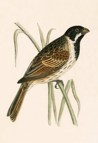 Marsh Bunting, ilustracja z "A History of the Birds of Europe Not Observed in the British Isles" autorstwa Charlesa Roberta Bree (1811-86), opublikowana w 1867 r. autorstwa English School