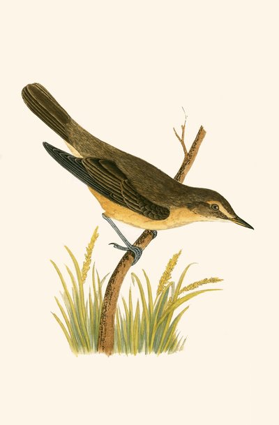 Marsh Warbler, iliustracija iš Charleso Roberto Bree (1811–86) „Britų salose nepastebėtų Europos paukščių istorijos“, išleista 1867 m. autorstwa English School