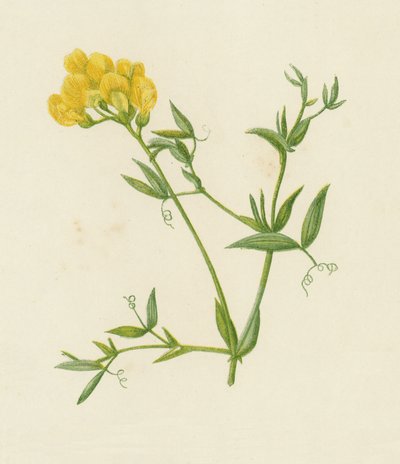 Wyka łąkowa, Lathyrus pratensis (kolor lito) autorstwa English School