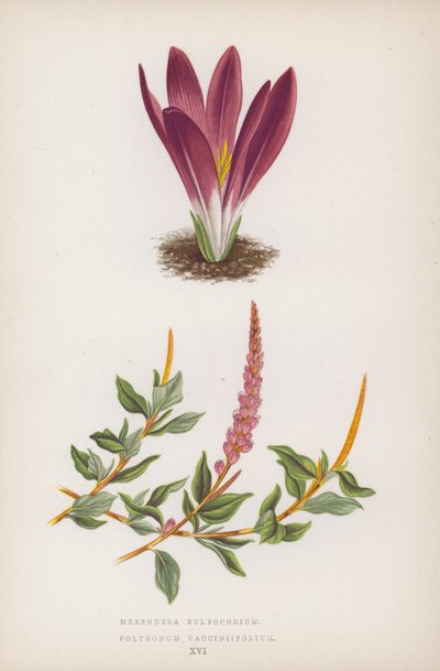 Merendera Bulbocodium; Polygonum Vaccinifolium (kolor lito) autorstwa English School