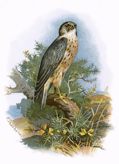 Merlin autorstwa English School
