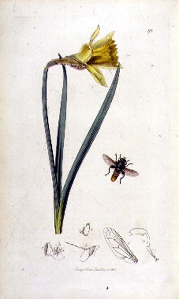 clavipes Merodon (mucha zawisająca) i żonkil, wyd. Johna Curtisa w „British Entomology” 1823-40 (kolorowa grawerunek) autorstwa English School