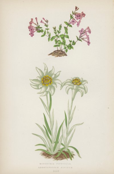 Micomeria Piperella; Leontopodium Alpinum (kolorowa litografia) autorstwa English School