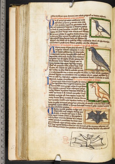 Miniatury ptaków i marginalny rysunek nietoperza z różności teologicznych, w tym Summa de vitiis, Harley 3244, f.55v, ok. 1236-50 (welin) autorstwa English School