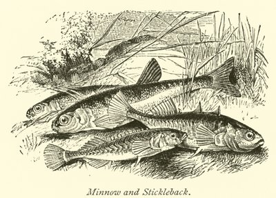 Minnow i Stickleback autorstwa English School