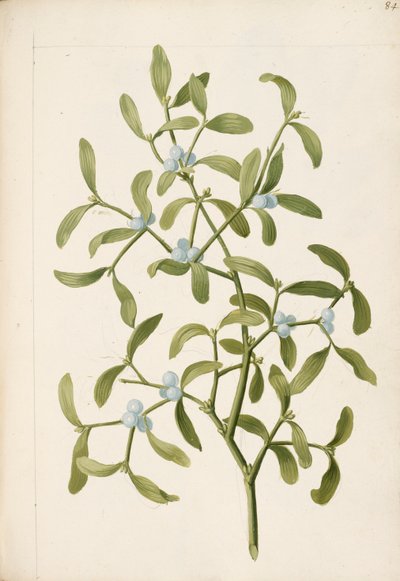 Jemioła. Roślina półpasożytnicza, ok. 1664 r. (litho) autorstwa English School