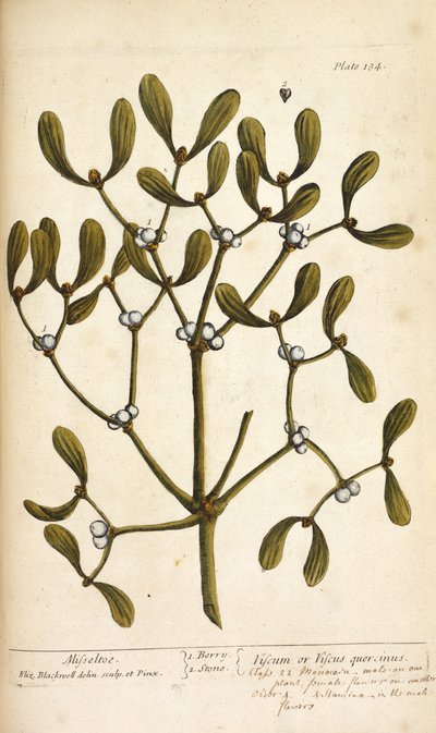 Jemioła, z „Ciekawy Herbal...” Elizabeth Blackwell autorstwa English School