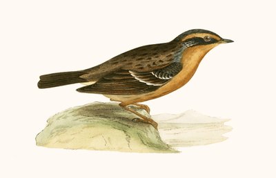 Accentor górski, ilustracja z "A History of the Birds of the Europe Not Observed in the British Isles" autorstwa Charlesa Roberta Bree (1811-86), opublikowana w 1867 r. autorstwa English School