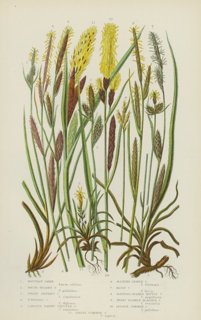 Carex górski, Carex okrągłogłowy, Dwarf Silvery Carex, Fingered Carex, Larger Dawny Fruited (color litho) autorstwa English School
