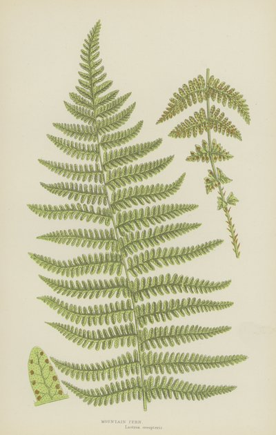 Paproć górska (kolorowa litografia) autorstwa English School