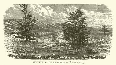 Góry Libanu, Ozeasz, XIV, 5 (rycina) autorstwa English School