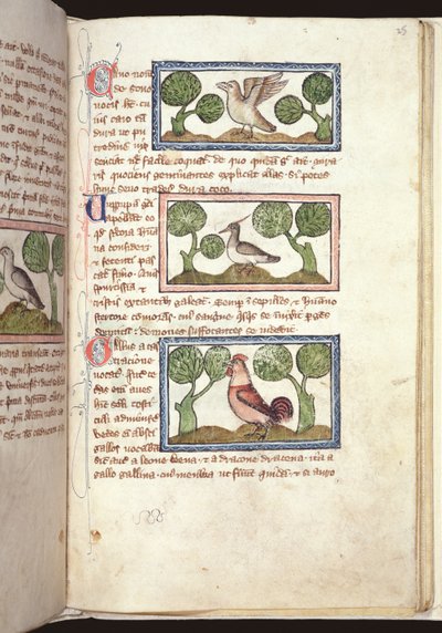 Ms 379, f.25r: Trzy ptaki na ziemi, z bestiariusza, początek XIV w. (pergamin) autorstwa English School