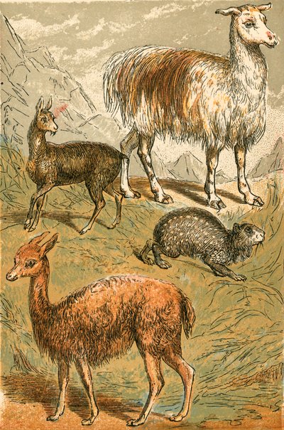 Piżmowcowate, Lama, Wikuna i Sadza Paca autorstwa English School