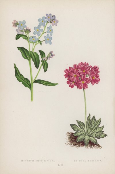 Myosotis Dissitiflora; Primula Farinosa (kolor lito) autorstwa English School